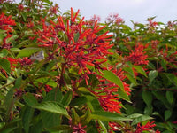 Mixed Hamelia Patens Flower seeds for Planting - Premium Quality, Heirloom & GMO Free Seeds for Home Garden