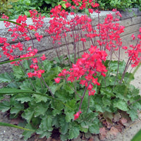 Dark Green Heuchera Seeds Flower seeds for Planting Colorful Display Heirloom & GMO Free Seeds for Home Garden