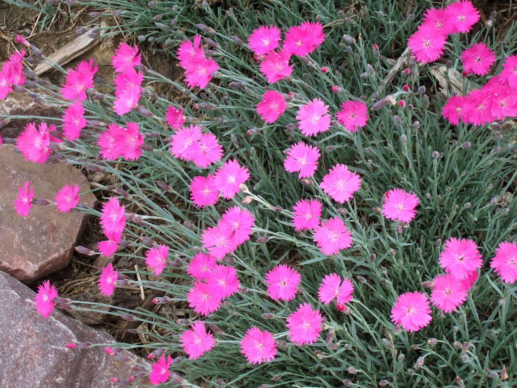 Dianthus Maiden Pink Seeds for Planting home garden flower bed