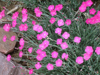 Dianthus Maiden Pink Seeds for Planting home garden flower bed