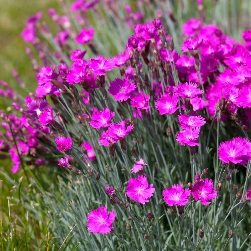 Pink Dianthus Caryophyllus Flower seeds for Planting - Perfect for Borders, Heirloom & GMO Free Seeds for Home Garden