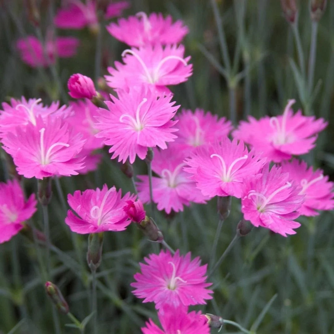 Pink Dianthus Caryophyllus Flower seeds for Planting - Perfect for Borders, Heirloom & GMO Free Seeds for Home Garden