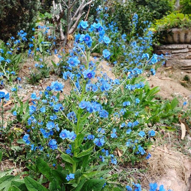 Blue Cynoglossum Amabile Flower seeds for Planting - Cottage Garden Essential, Heirloom & GMO Free Seeds for Home Garden