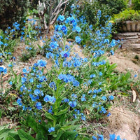 Blue Cynoglossum Amabile Flower seeds for Planting - Cottage Garden Essential, Heirloom & GMO Free Seeds for Home Garden
