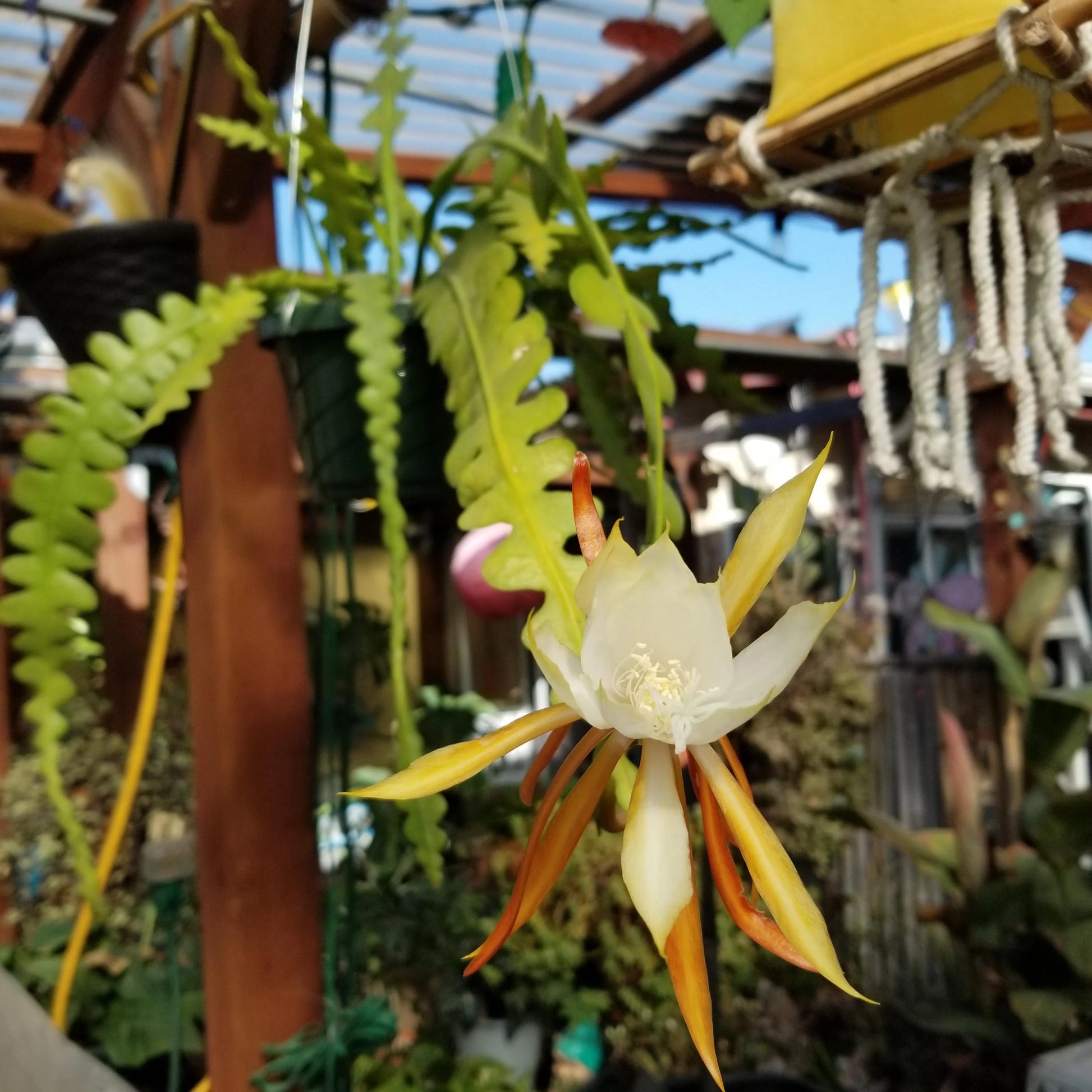 Epiphyllum Anguligar Flower seeds for Planting Sun Loving Heirloom & GMO Free Seeds for Home Garden 
 
 Sale