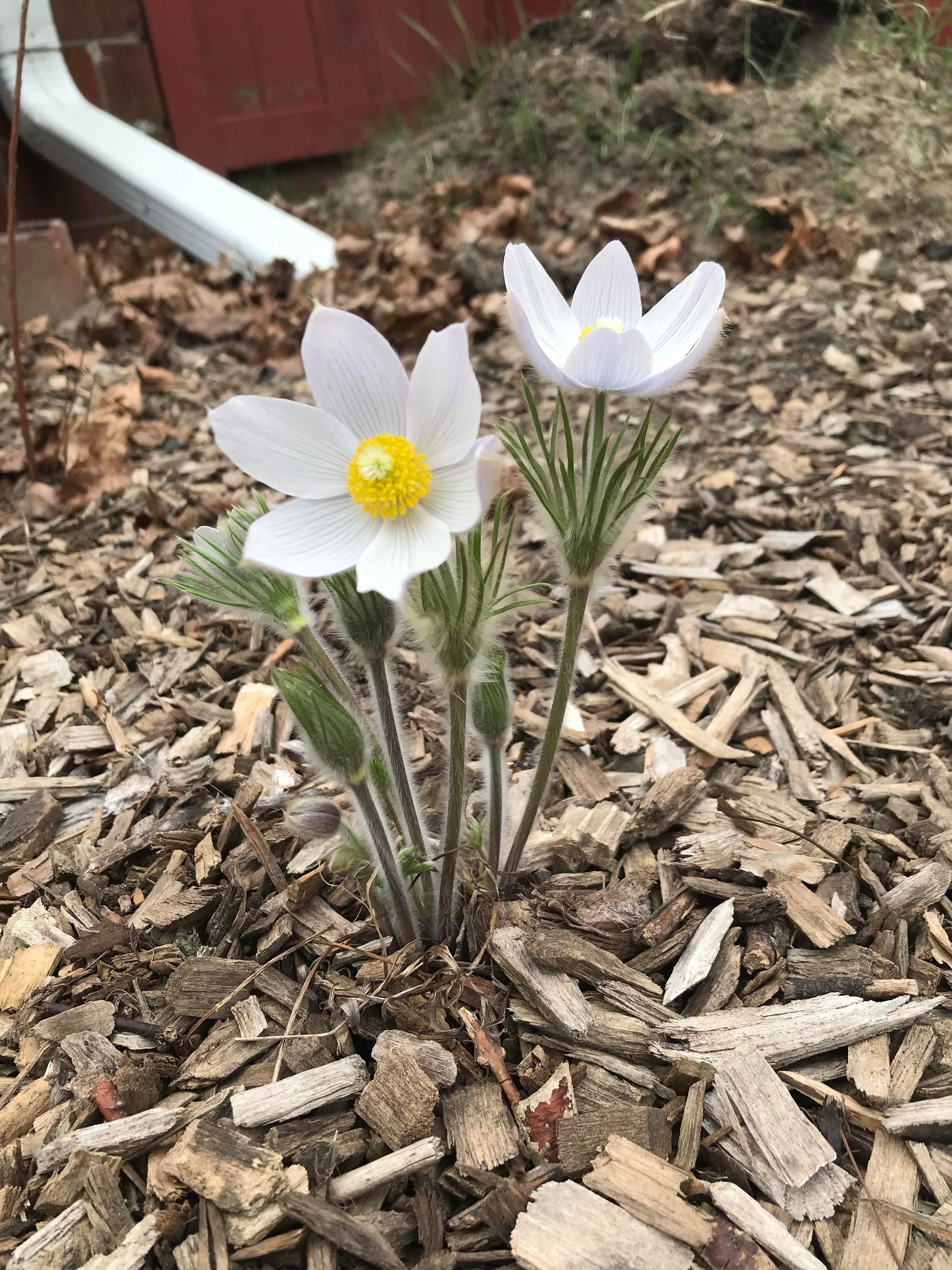 Pasque Flower seeds for Planting Garden Favorite Heirloom & GMO Free Seeds for Home Garden
