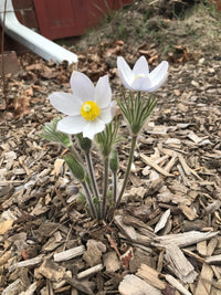 Pasque Flower seeds for Planting Garden Favorite Heirloom & GMO Free Seeds for Home Garden