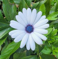 African Blue Eyed Daisy Seeds – Rare Osteospermum Flower