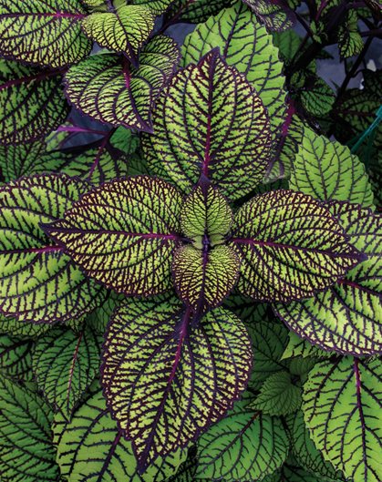 Green & Black Coleus Flower seeds for Planting Cottage Garden Essential Heirloom & GMO Free Seeds for Home Garden