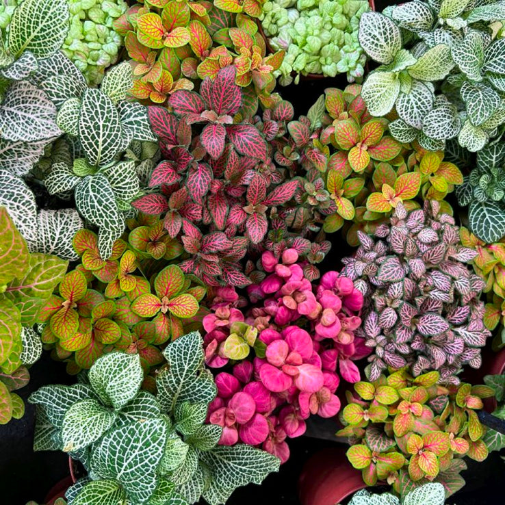 Mix Fittonia Nerve Flower seeds for Planting Cut Flower Favorite Heirloom & GMO Free Seeds for Home Garden 
 
 Sale