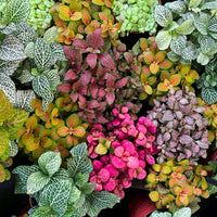 Mix Fittonia Nerve Flower seeds for Planting Cut Flower Favorite Heirloom & GMO Free Seeds for Home Garden 
 
 Sale