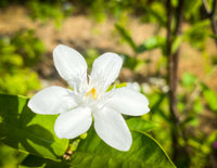 Arabian Jasmine Jasminum sambac Flower Seeds for Planting in Garden