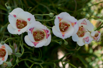 Calochortus Flower Seeds for Planting | Unique and Beautiful Blooms