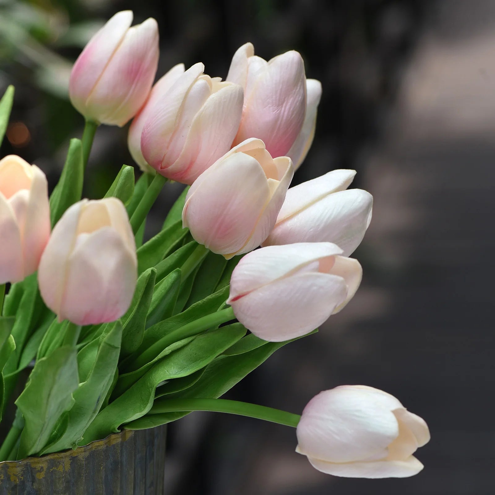 Light Pink Tulip Flower Seeds for Planting