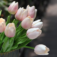 Pale Pink Tulip Flower Seeds for Planting Garden Favorite Heirloom & GMO Free Seeds for Home Garden
 
 Sale