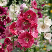 Hollyhock Mix Seeds for Planting  Vibrant Flower Garden Blooms