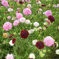 Scabiosa Flower seeds for Planting Cottage Garden Essential Heirloom & GMO Free Seeds for Home Garden 
 
 Sale