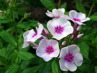 White-Pink Nora Leigh Flower seeds for Planting - Long Bloom Season, Heirloom & GMO Free Seeds for Home Garden