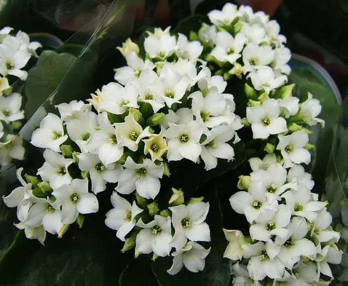White Kalanchoe Flower seeds for Planting - Garden Favorite, Heirloom & GMO Free Seeds for Home Garden