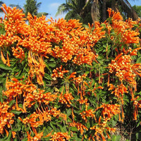Creeper Flower seeds for Planting - Fragrant Blossoms, Heirloom & GMO Free Seeds for Home Garden
