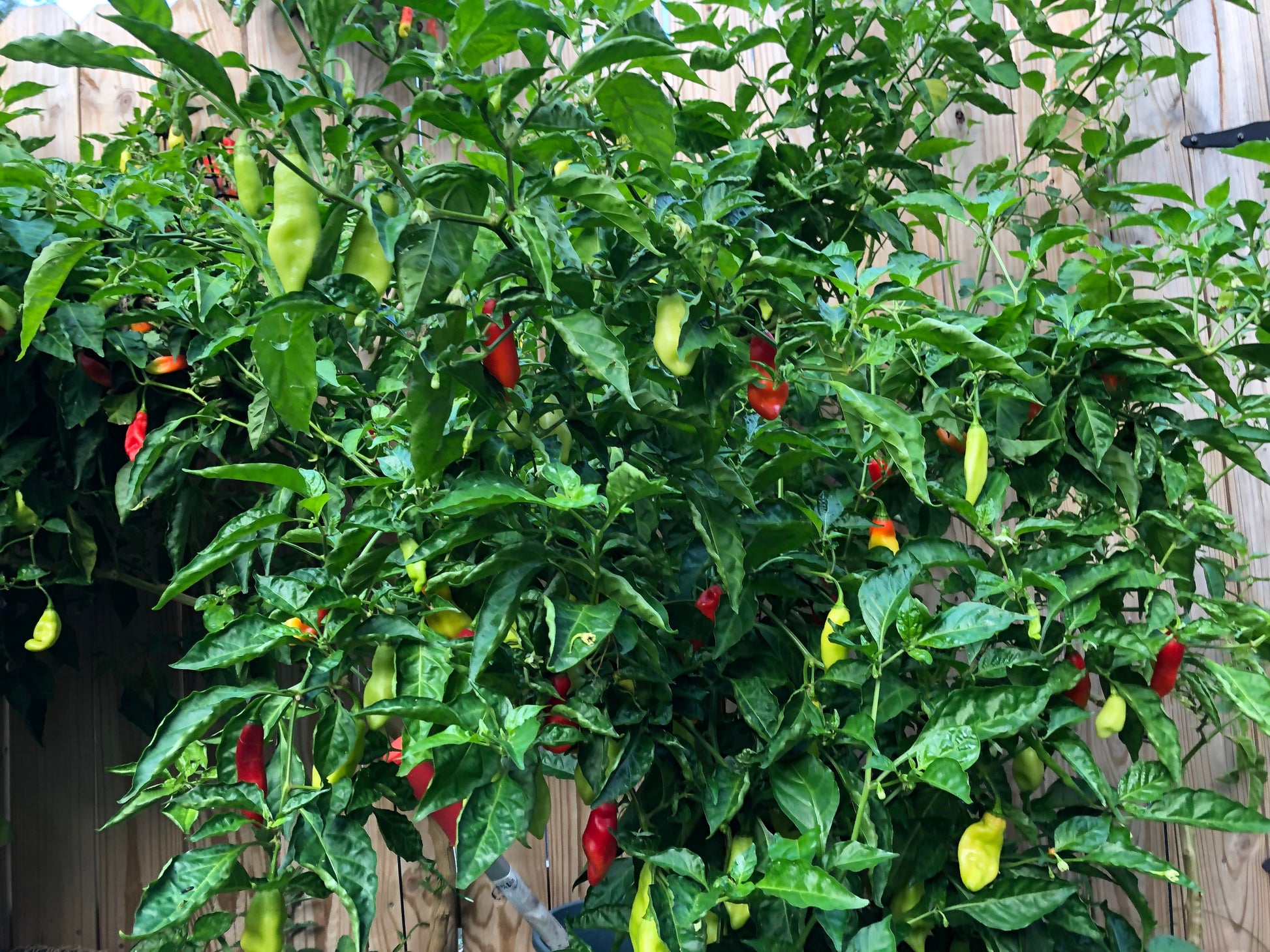 Flavorful pimento pepper seeds for warm season growing