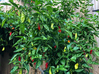 Flavorful pimento pepper seeds for warm season growing