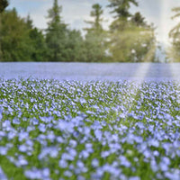 Flax fine green foliage grown from seeds
