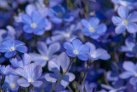 Blue Usitatissimum Flower seeds for Planting - Low Maintenance, Heirloom & GMO Free Seeds for Home Garden