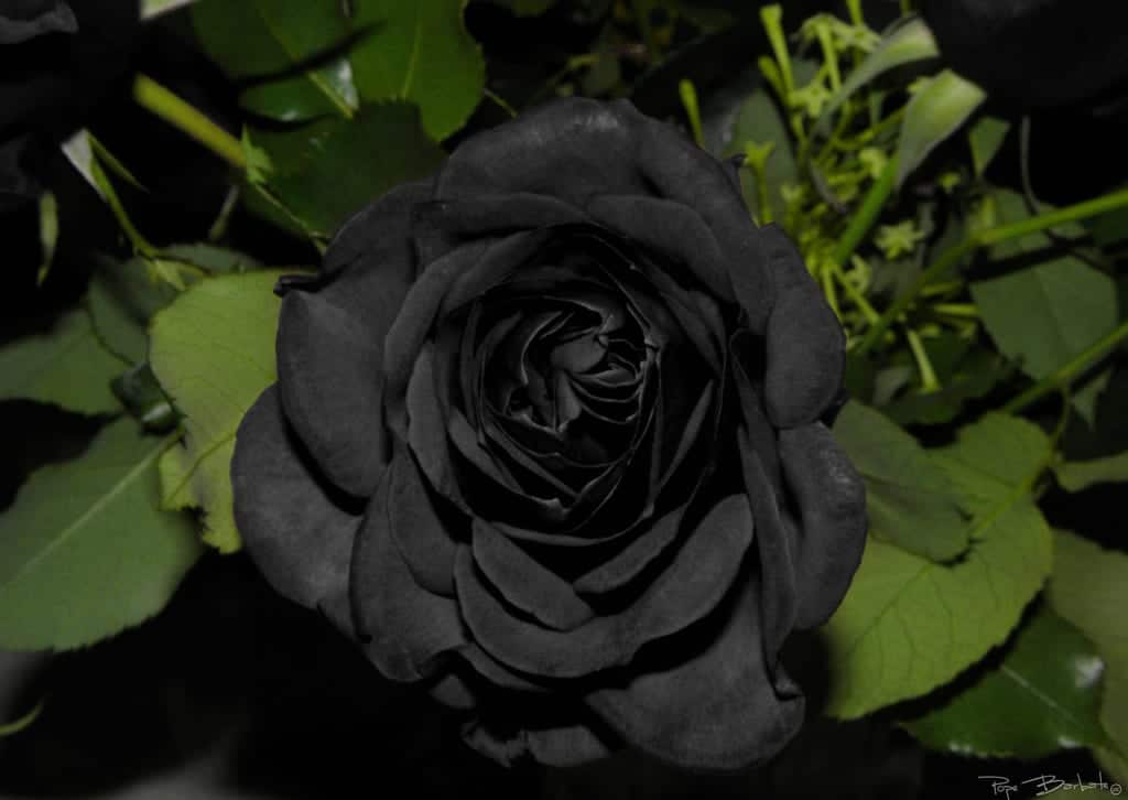 Rare Black Rose Flower Seeds For Striking Colorful Planting