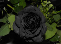 Rare Black Rose Flower Seeds For Striking Colorful Planting