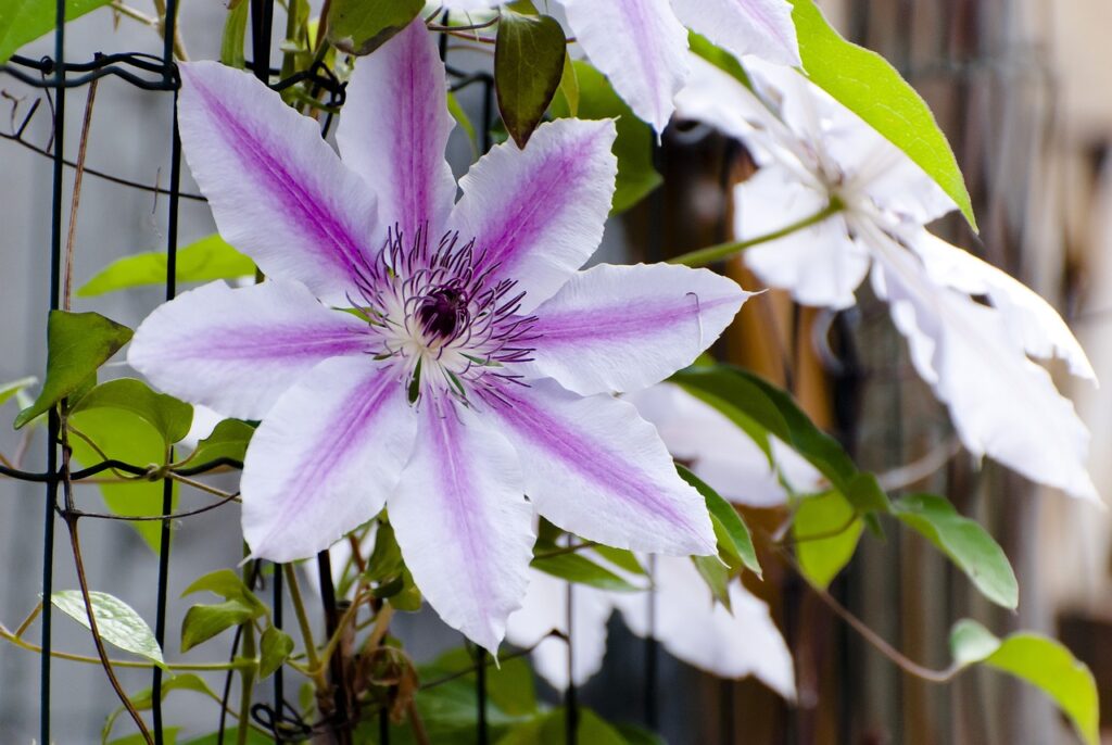 Clematis Flower seeds for Planting Shade Tolerant Heirloom & GMO Free Seeds for Home Garden