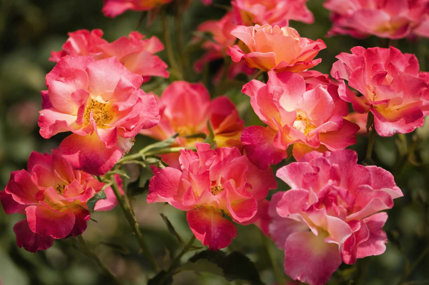 Betty Boop Rose Seeds for Planting | Vibrant Pink Blooms for Your Garden