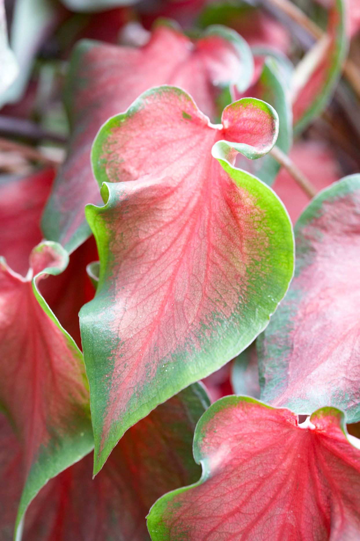 Florida Caladium Flower seeds for Planting Cut Flower Favorite Heirloom & GMO Free Seeds for Home Garden