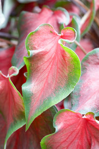 Florida Caladium Flower seeds for Planting Cut Flower Favorite Heirloom & GMO Free Seeds for Home Garden