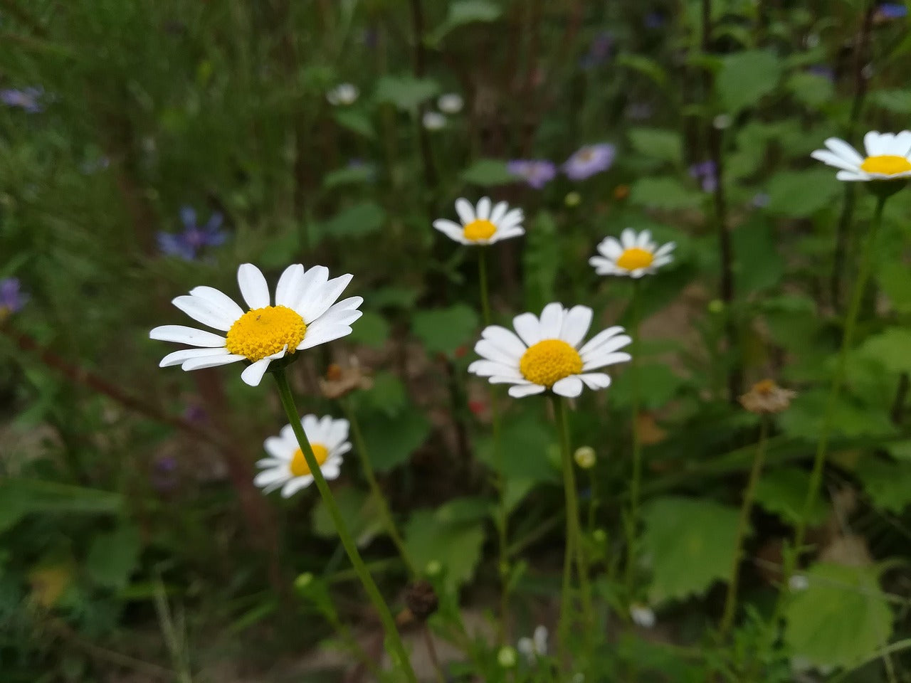 Pyrethrum Flower seeds for Planting Premium Quality Heirloom & GMO Free Seeds for Home Garden