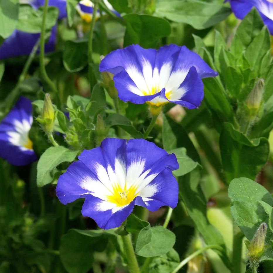 Convolvulus Flower seeds for Planting Sun Loving Heirloom & GMO Free Seeds for Home Garden