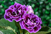 Thick Blue Gloxinia Flower seeds for Planting - Compact Growth, Heirloom & GMO Free Seeds for Home Garden