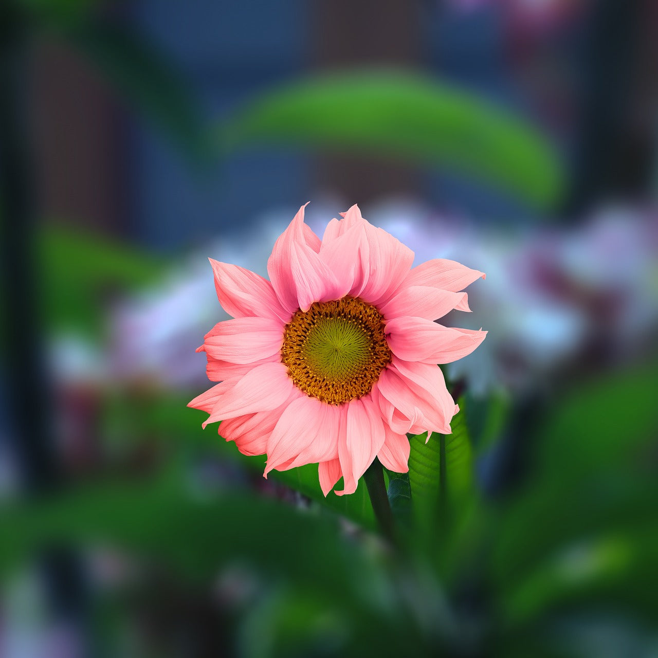 Pink Sunflower Planting Seeds  Grow Your Garden