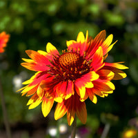Red Aristata Flower seeds for Planting - Garden Favorite, Heirloom & GMO Free Seeds for Home Garden