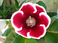 Red Gloxinia Flower Seeds Colorful Display Heirloom & GMO Free Seeds for Home Garden
 
 Sale