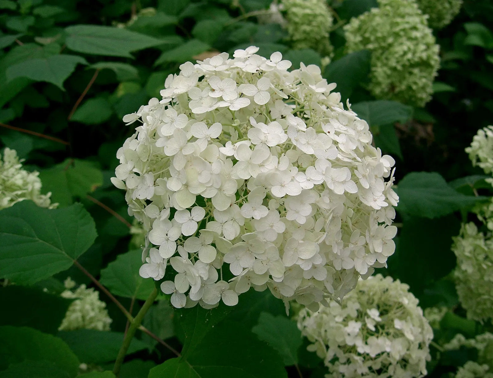 Hydrangea Anomala Flower seeds for Planting Long Bloom Season Heirloom & GMO Free Seeds for Home Garden