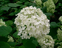 Hydrangea Anomala Flower seeds for Planting Long Bloom Season Heirloom & GMO Free Seeds for Home Garden