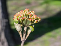 Fortunearia Sinensis Pink Flower Seeds