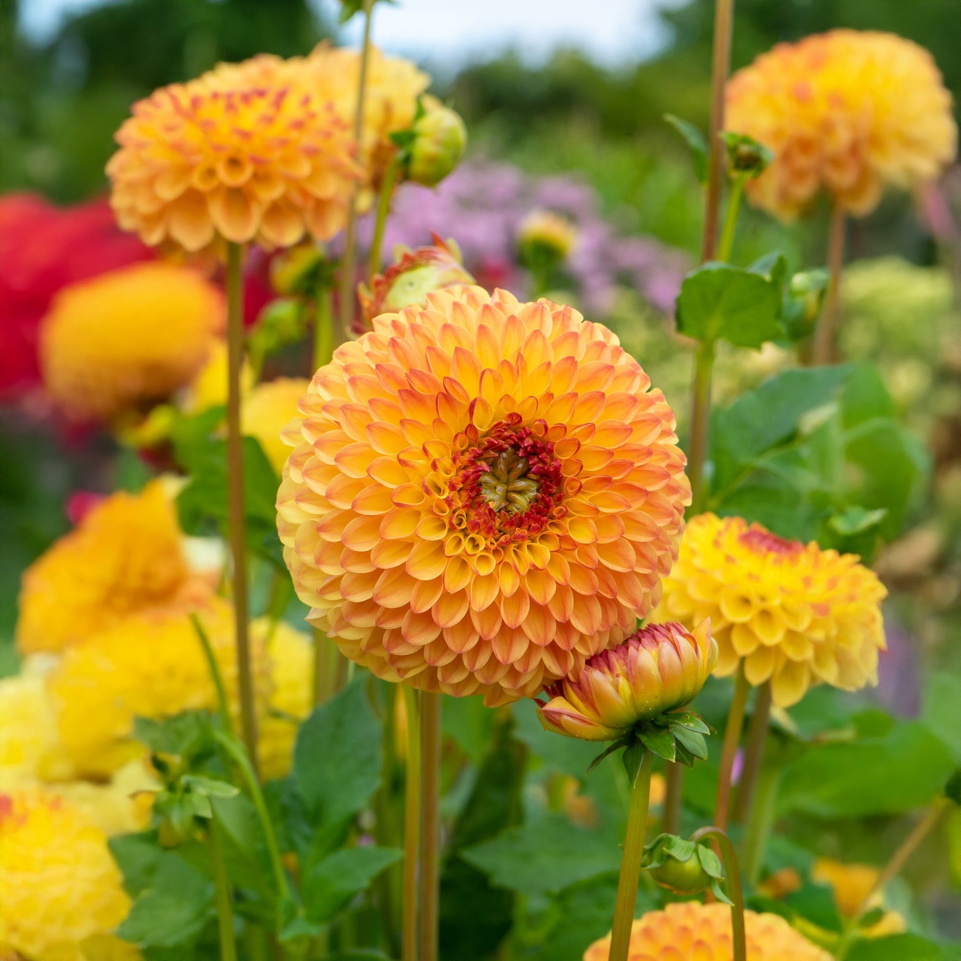 Yellow Pompon Dahlia Flower Seeds for Planting – Heirloom, Non-GMO, Garden Favorite Seeds