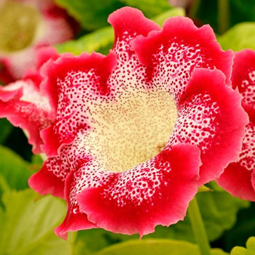 Dark Red Yellow Gloxinia Flower Seeds for Planting Bright Blooms Heirloom & GMO Free Seeds for Home Garden
 
 Sale
