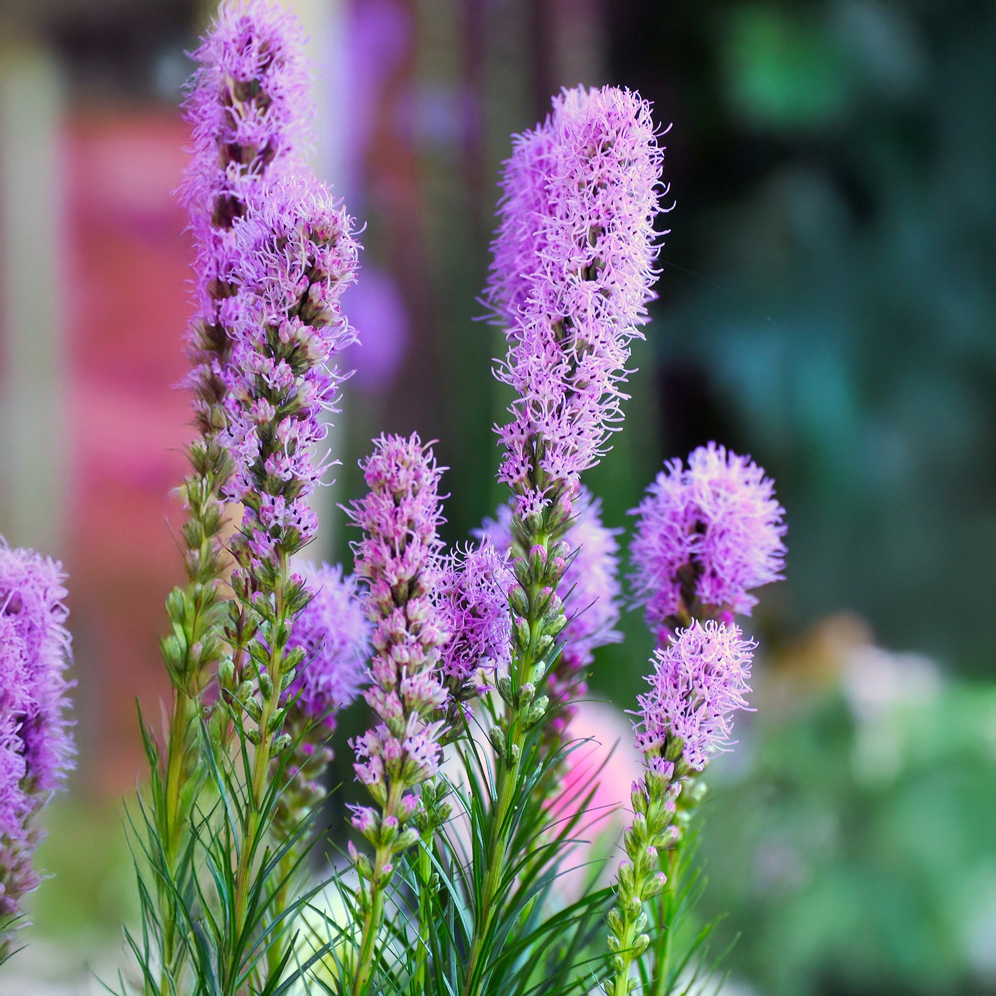 Liatris Spicata Flower seeds for Planting Bright Blooms Heirloom & GMO Free Seeds for Home Garden