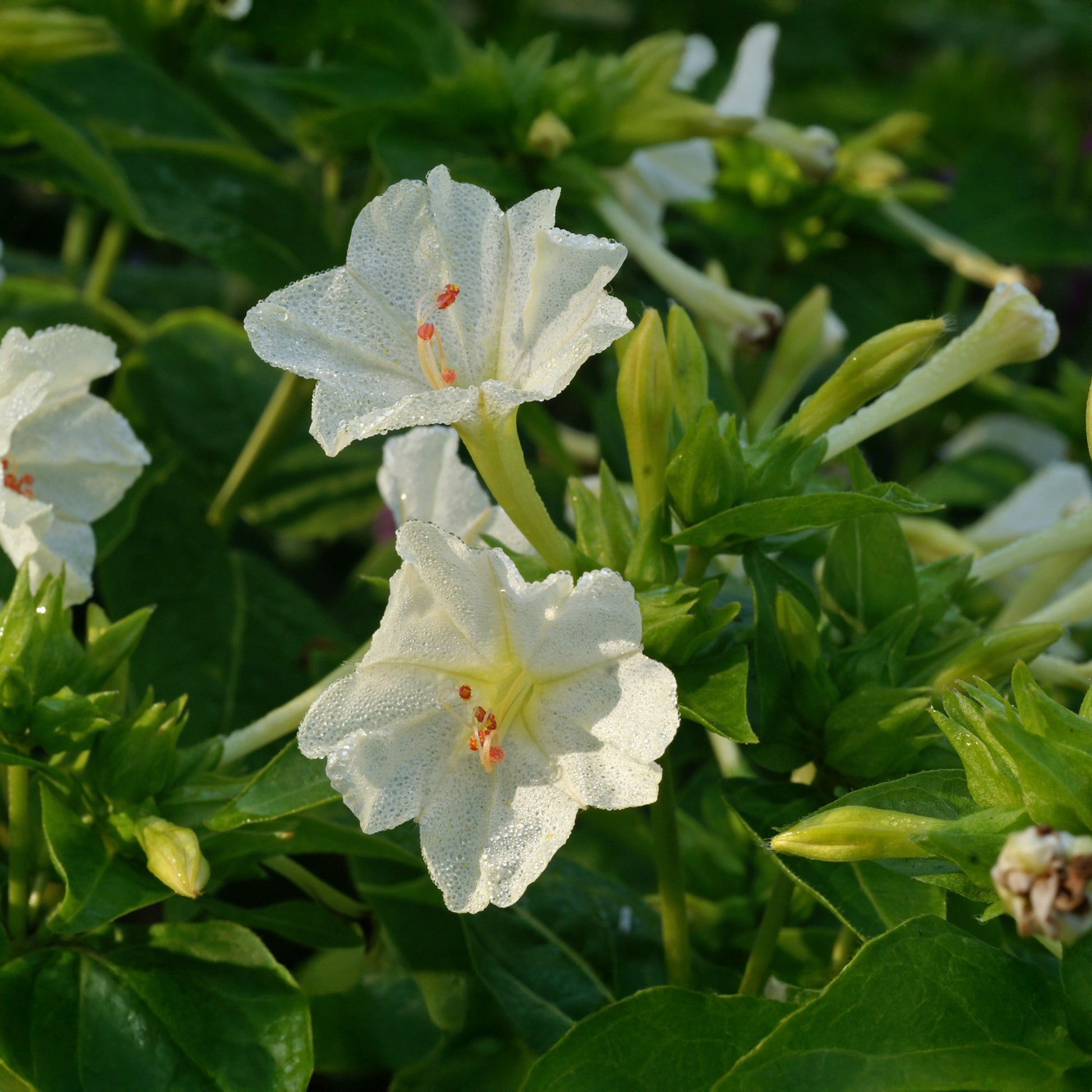 White Mirabilis Flower seeds for Planting Bright Blooms Heirloom & GMO Free Seeds for Home Garden