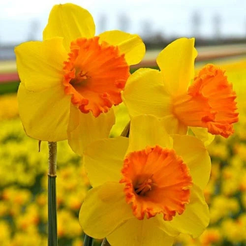 Daffodils Flower Seeds for Planting  Bright Orange & Yellow Perennials