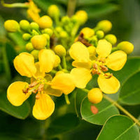 Yellow Cassia Flower seeds for Planting - Garden Favorite, Heirloom & GMO Free Seeds for Home Garden