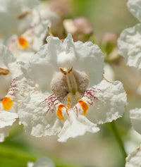 Catalpa Flower seeds for Planting - Drought Tolerant, Heirloom & GMO Free Seeds for Home Garden